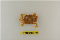 藏品(短刺伊氏蟹)的圖片